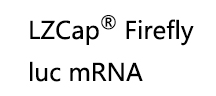 LZCap<sup>®</sup> Firefly luc mRNA<br> - 产品货号：HN5001