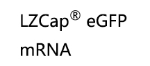 LZCap<sup>®</sup> eGFP mRNA<br> - 产品货号：HN5002